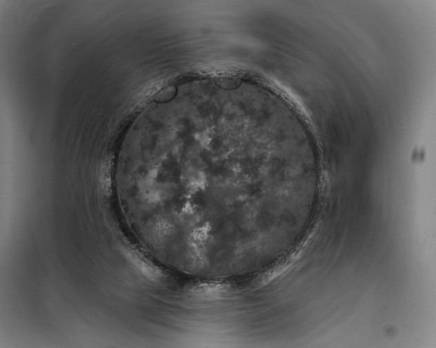 X0000097990065200804021018