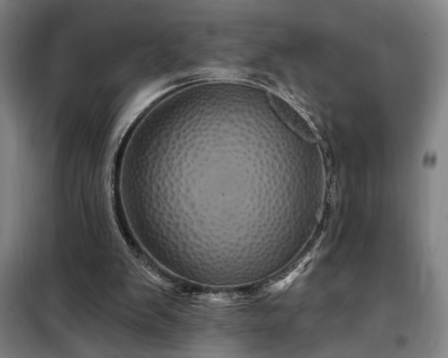 X0000097990103200804021017