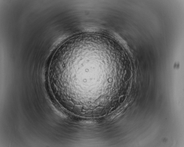 X0000097990106200804021017