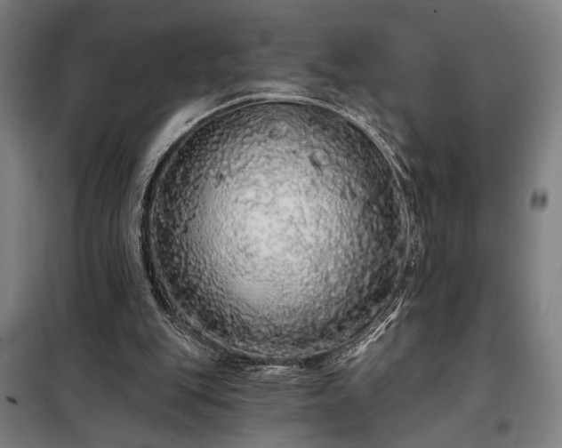 X0000097990151200804021016