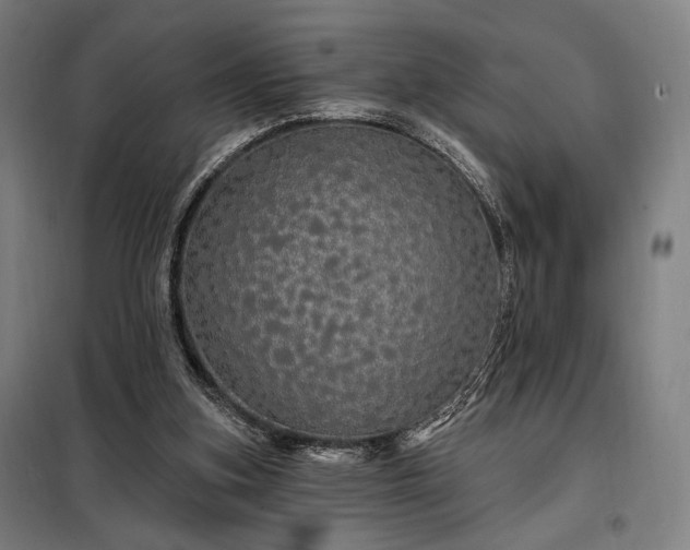 X0000097990155200804021016