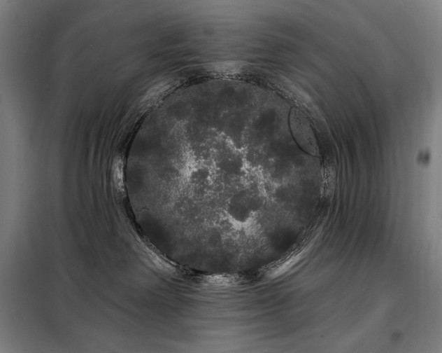X0000097990238200804021015