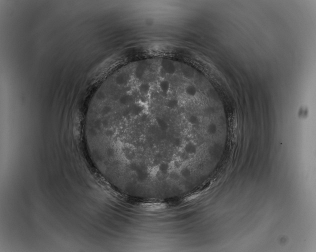 X0000097990266200804021015