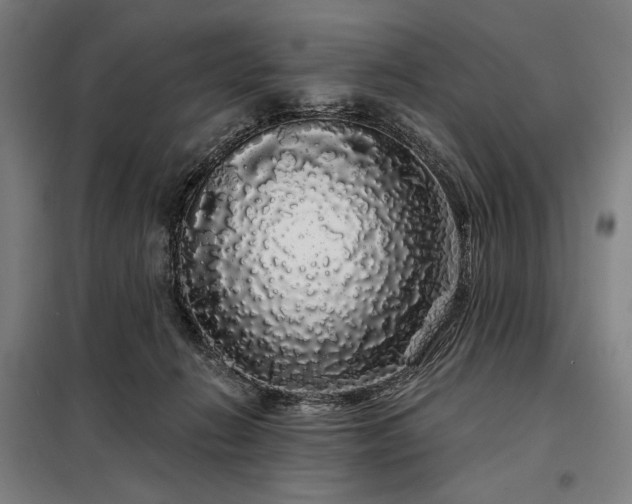 X0000097990270200804021015