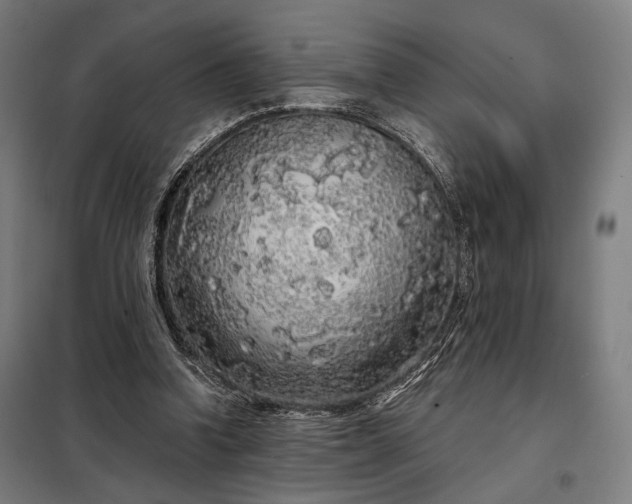 X0000097990346200804021013