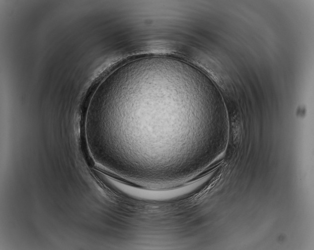 X0000097990350200804021013
