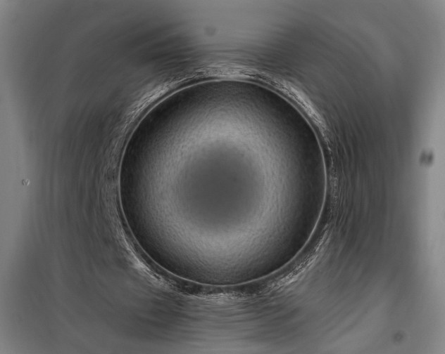 X0000097990433200804021012