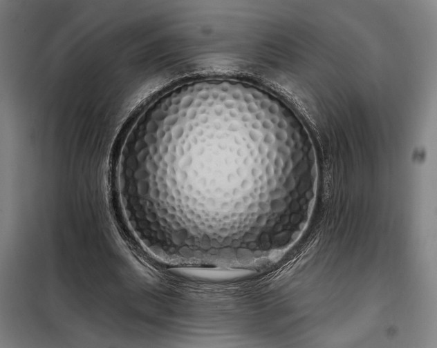 X0000097990439200804021012