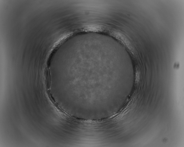 X0000097990444200804021012