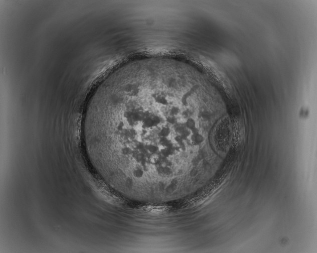 X0000097990495200804021011