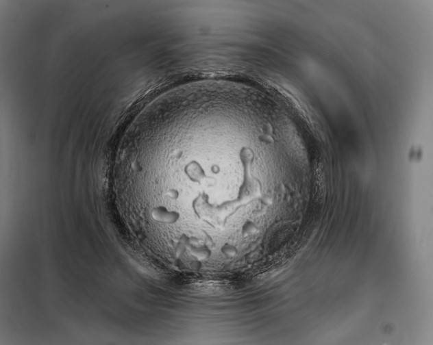 X0000097990499200804021011