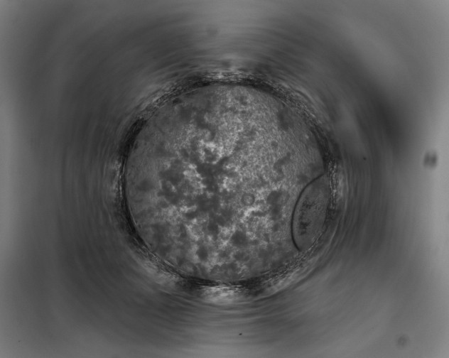 X0000097990511200804021011