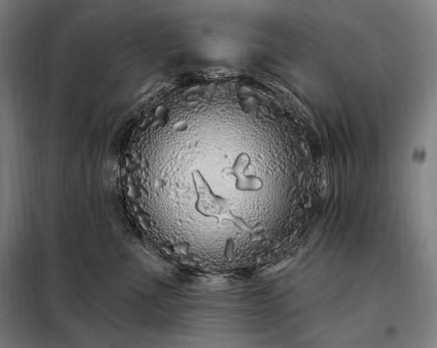 X0000097990523200804021011