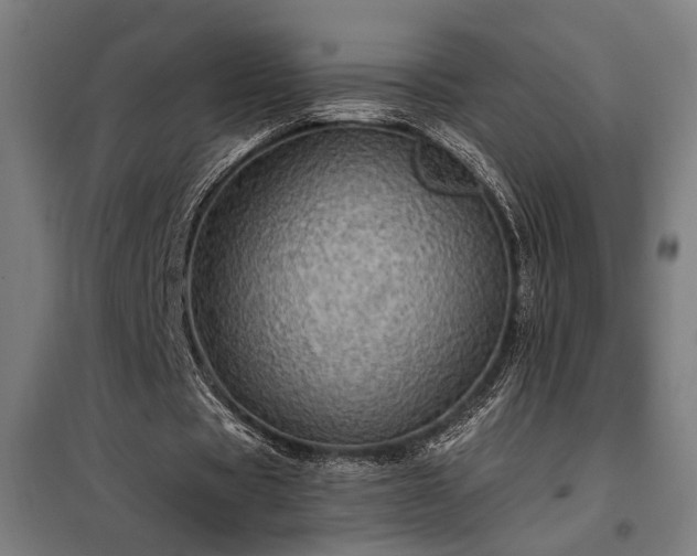 X0000097990529200804021010