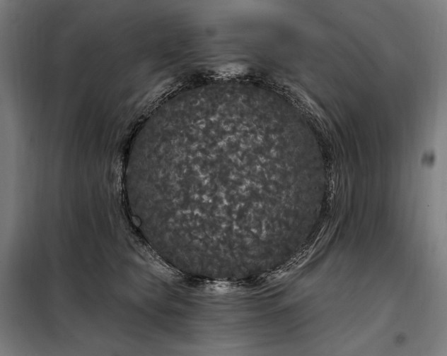 X0000097990565200804021011