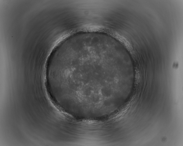 X0000097990582200804021010