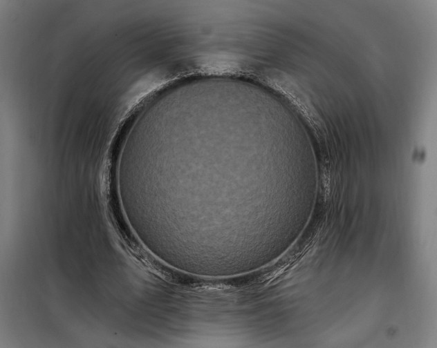 X0000097990583200804021010