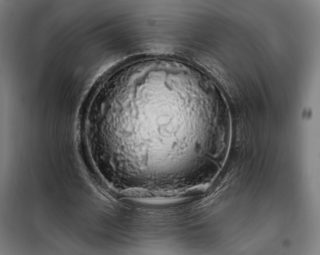 X0000097990584200804021010