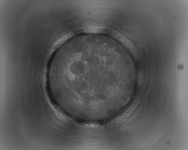 X0000097990586200804021010