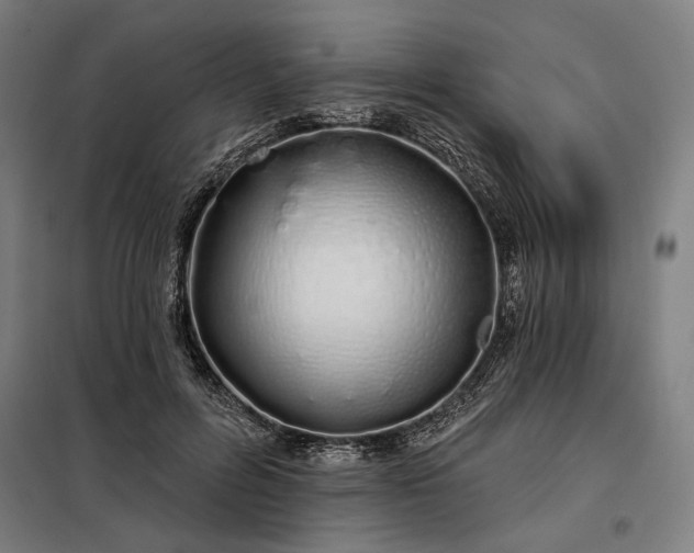 X0000097990600200804021010