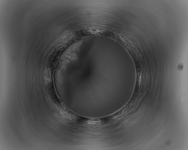 X0000097990606200804021010