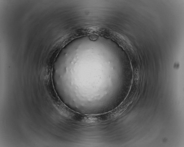 X0000097990607200804021010