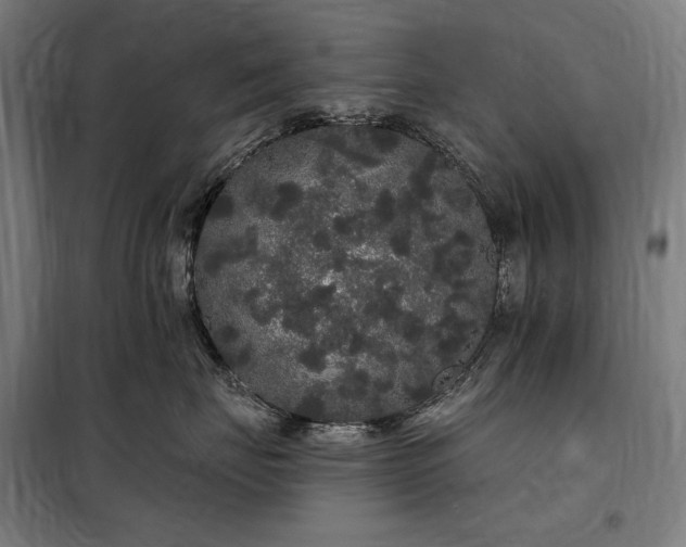 X0000097990671200804021010