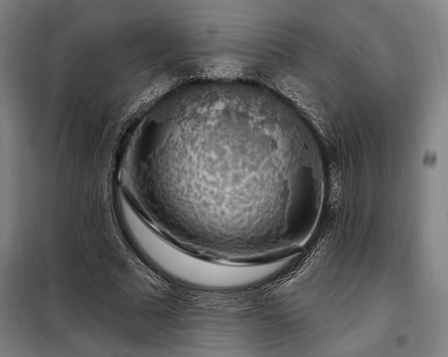 X0000097990681200804021009