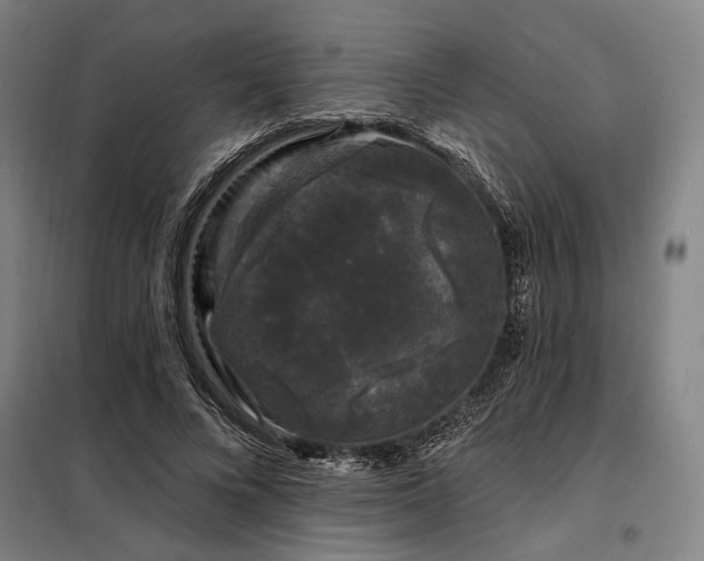X0000097990688200804021009
