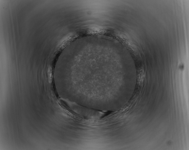 X0000097990716200804021008