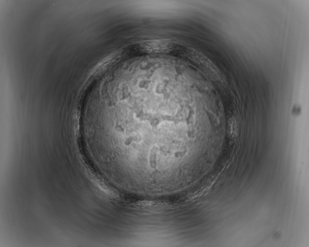 X0000097990733200804021008
