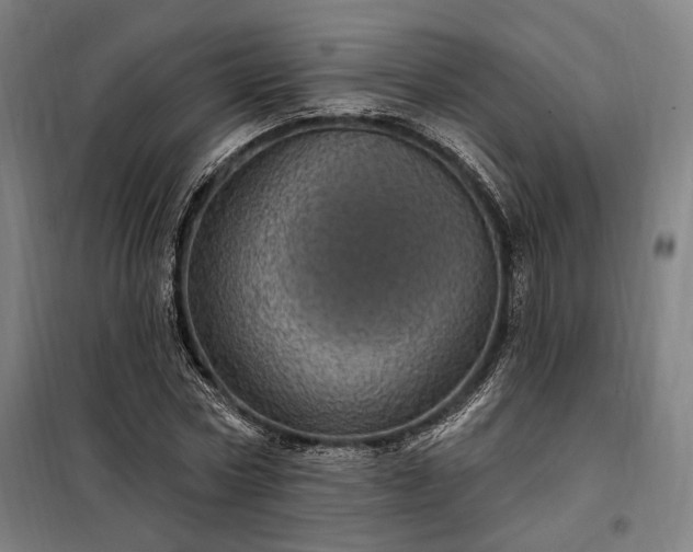 X0000097990778200804021007