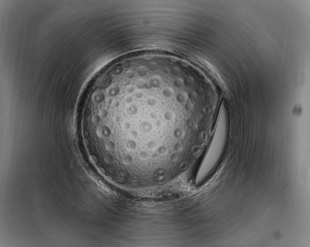 X0000097990780200804021007