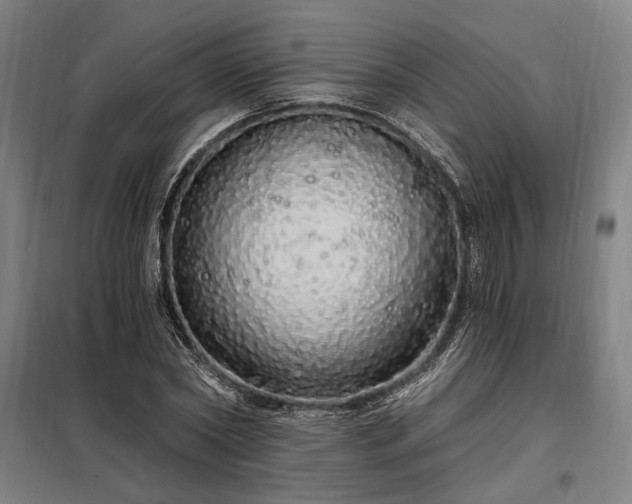 X0000097990782200804021007