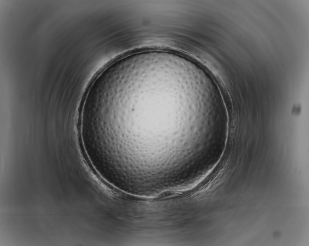 X0000097990799200804021007