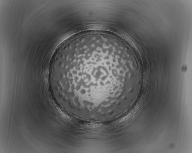 X0000097990831200804021006