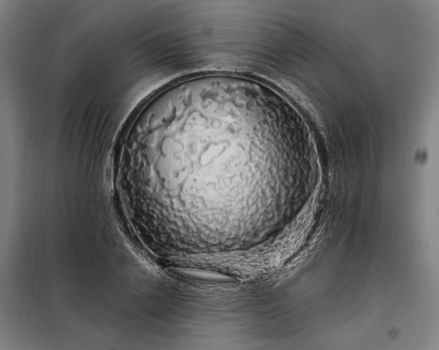 X0000097990838200804021007