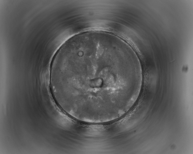 X0000097990844200804021007