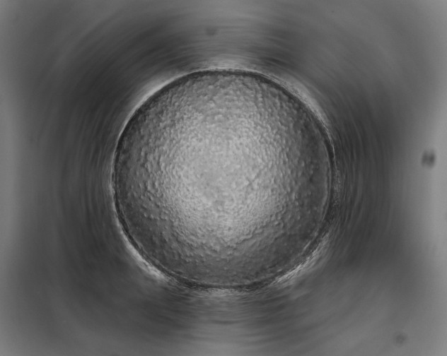X0000097990847200804021007