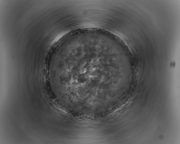 X0000097990871200804021006