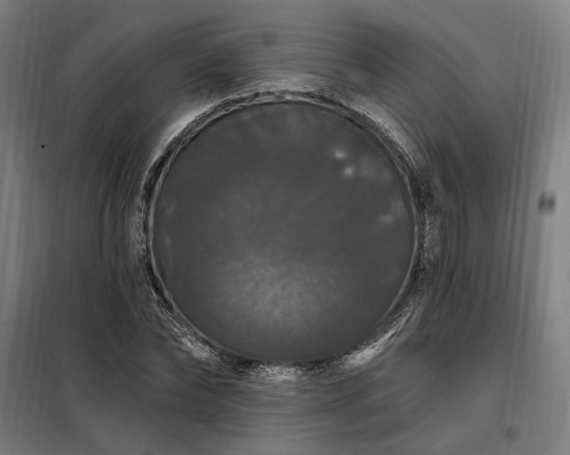 X0000097990878200804021006