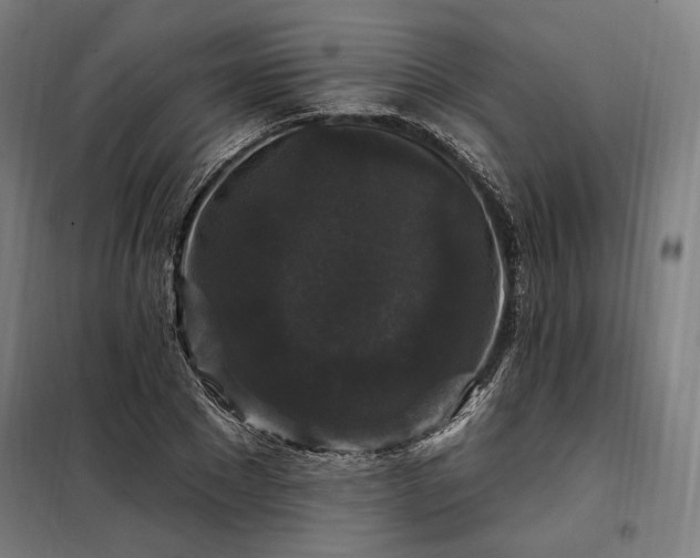 X0000097990881200804021006