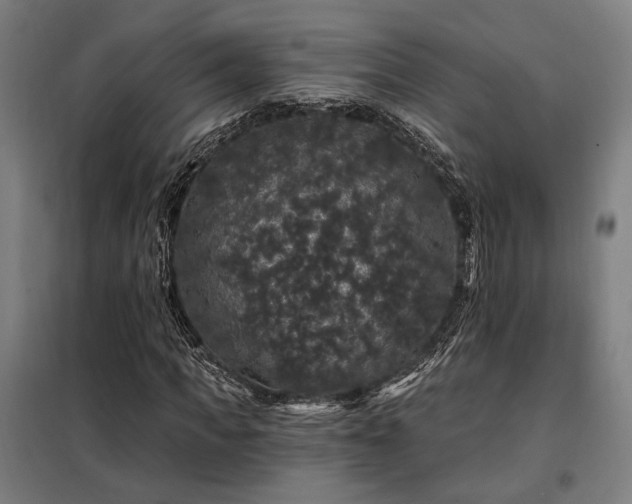 X0000097990917200804021005