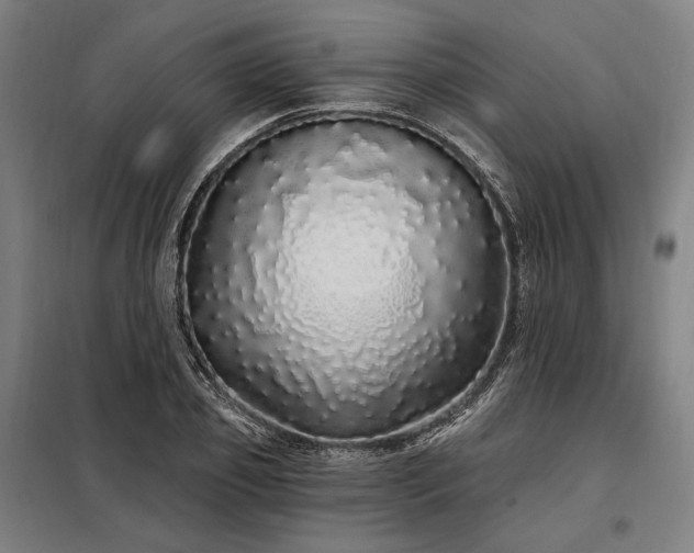 X0000097990933200804021005