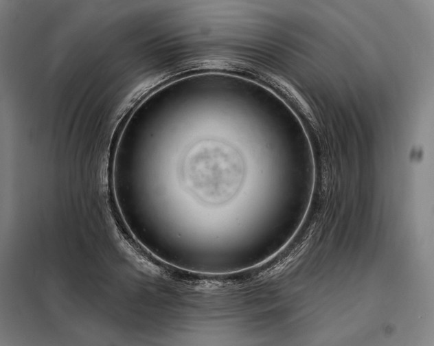 X0000097990938200804021005