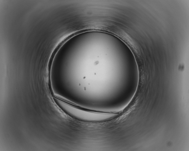 X0000097990940200804021005