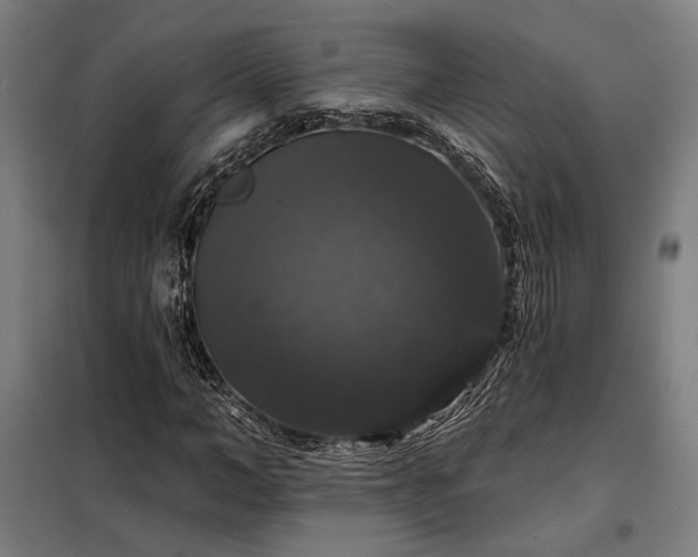 X0000097990966200804021005