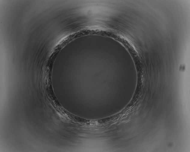 X0000097990968200804021005
