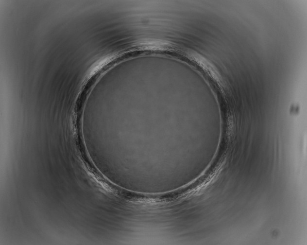 X0000097990970200804021005