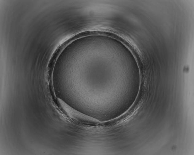 X0000097990974200804021005